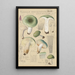 Russula aureginea - Hans Baldung — ingelijst kunstwerk aan de muur