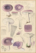 Russula azurea - Hans Baldung — weergave van het kunstwerk