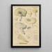 Russula citrina Gill - Hans Baldung — ingelijst kunstwerk aan de muur