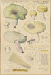 Russula citrina Gill - Hans Baldung — weergave van het kunstwerk