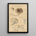 Russula consobrina var sororia - Hans Baldung — ingelijst kunstwerk aan de muur