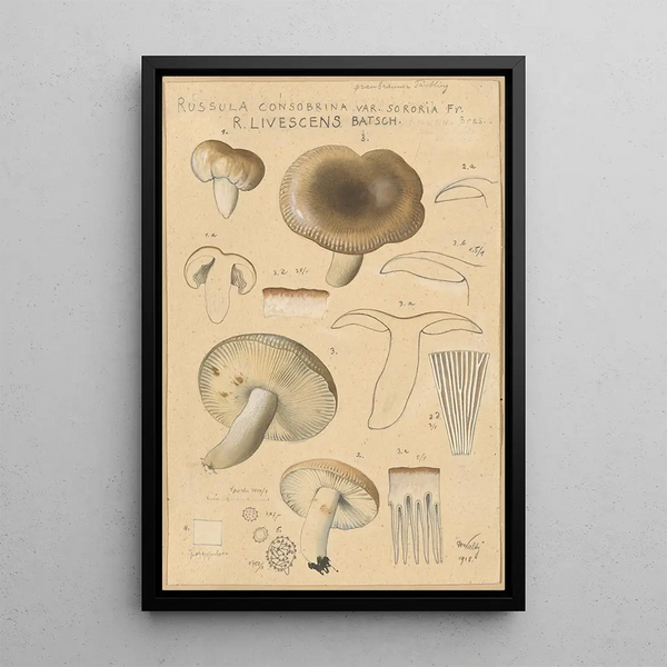 Hans Walty - Russula consobrina var sororia.webp
