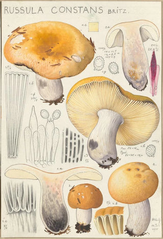 Hans Walty - Russula constans.webp