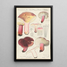Russula depallens - Hans Baldung — framed artwork on a wall