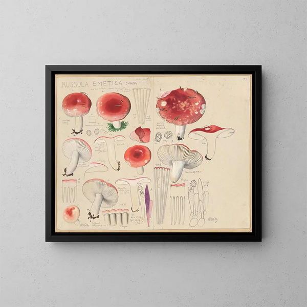Russula emetica - Hans Baldung — ingelijst kunstwerk aan de muur