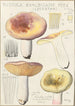 Russula exalbicans - Hans Baldung | Reproduction — weergave van het kunstwerk
