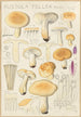 Russula fellea - Hans Baldung — weergave van het kunstwerk
