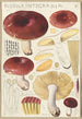 Russula integra - Hans Baldung — weergave van het kunstwerk