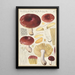 Russula integra - Hans Baldung — ingelijst kunstwerk aan de muur