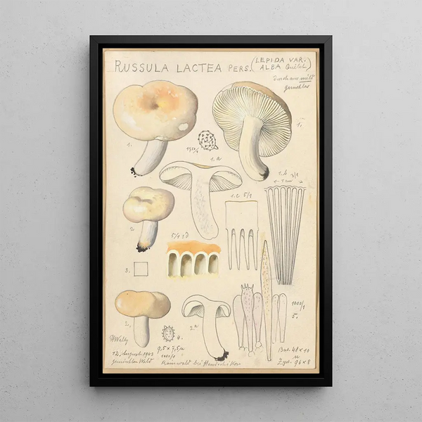 Hans Walty - Russula lactea.webp