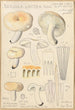 Russula lactea - Hans Baldung — weergave van het kunstwerk
