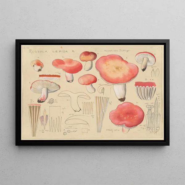 Hans Walty - Russula lepida Fr.webp
