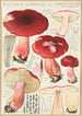 Russula linnaei - Hans Baldung — weergave van het kunstwerk