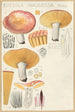 Russula nauseosa - Hans Baldung — artwork view