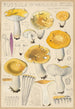 Russula ochroleuca - Hans Baldung — artwork view