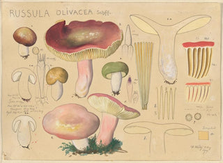 Hans Walty - Russula olivacea Schff 2.webp