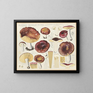 Hans Walty - Russula romellii maire.webp