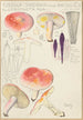 Russula sardonia - Hans Baldung — artwork view