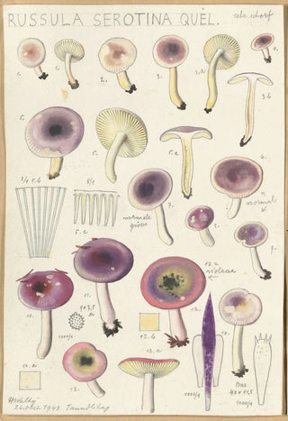 Hans Walty - Russula serotina Russula myrtilla.webp