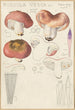 Russula vesca - Hans Baldung — weergave van het kunstwerk