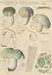Russula virescens - Hans Baldung — artwork view