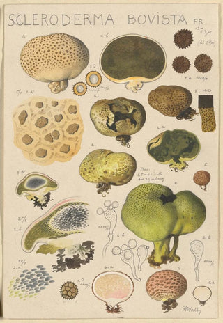 Hans Walty - Scleroderma bovista.webp