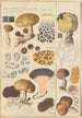 Scleroderma verrucosum - Hans Baldung — weergave van het kunstwerk