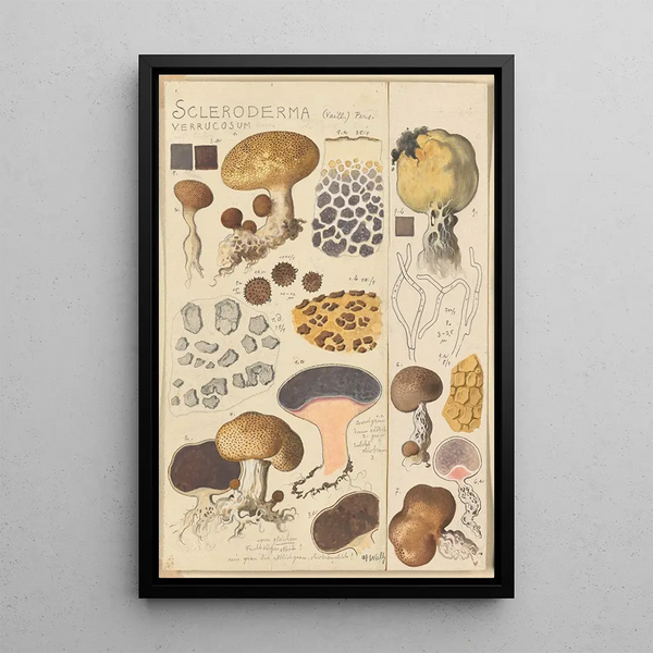 Hans Walty - Scleroderma verrucosum.webp