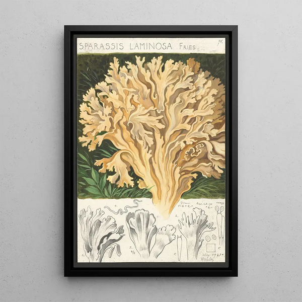 Hans Walty - Sparassis laminosa Fries.webp