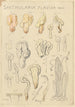 Spathularia flavida - Hans Baldung — weergave van het kunstwerk