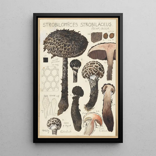 Hans Walty - Strobilomyces strobilaceus Scop Berk.webp