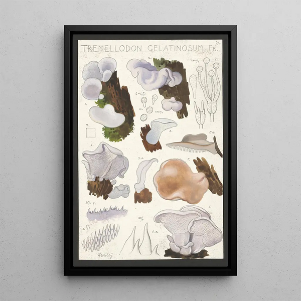 Hans Walty - Tremellodon gelatinosum Fr.webp