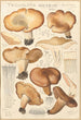 Tricholoma acerbum - Hans Baldung — artwork view