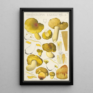 Hans Walty - Tricholoma equestre L.webp