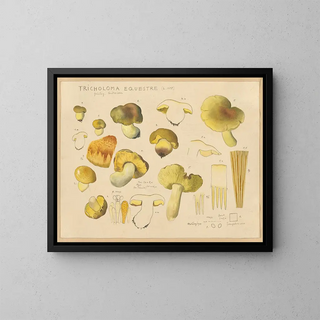 Hans Walty - Tricholoma equestre L 1735.webp