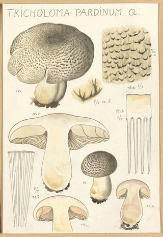 Hans Walty - Tricholoma pardinum Q.webp