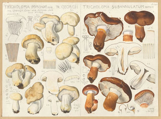 Hans Walty - Tricholoma pomona Tricholoma subannulatum.webp