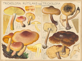 Hans Walty - Tricholoma rutilans Tricholoma cognatum.webp