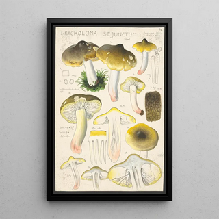 Hans Walty - Tricholoma sejunctum Sow.webp