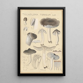 Hans Walty - Tricholoma terreum.webp