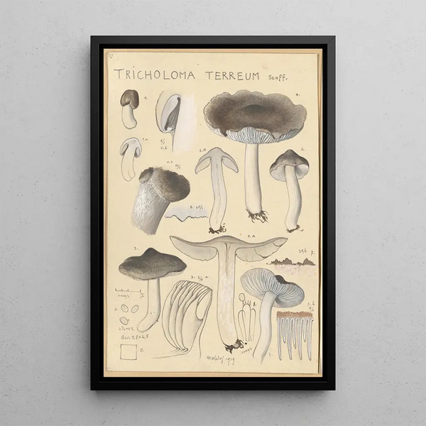Hans Walty - Tricholoma terreum.webp