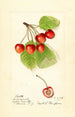 Prunus avium Cleveland - Harriet L Thompson — weergave van het kunstwerk
