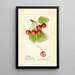 Prunus avium Cleveland - Harriet L Thompson — ingelijst kunstwerk aan de muur