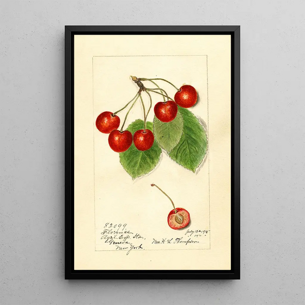 Harriet L Thompson - Prunus avium Florence.webp