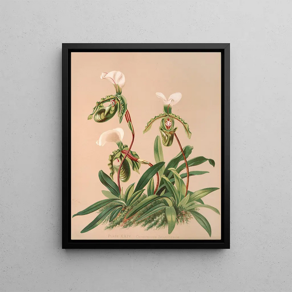 Harriet Stewart Miner - Cypripedium Spicerianum.webp