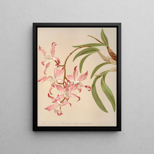Harriet Stewart Miner - Laelia Autumnalis.webp