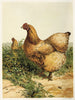 Poule Cochin chamois - Harrison Weir — weergave van het kunstwerk