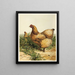 Poule Cochin chamois - Harrison Weir — ingelijst kunstwerk aan de muur