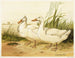 Aylesbury witte eenden - Harrison Weir — weergave van het kunstwerk