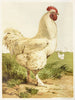 Coq Cochin wit - Harrison Weir — weergave van het kunstwerk